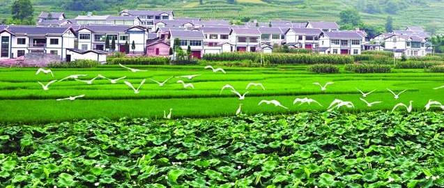 農(nóng)村創(chuàng)業(yè)新利器 5大投資小、收益高的農(nóng)業(yè)項(xiàng)目