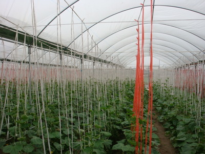 黑龍江肇源縣投資3.5億建溫室大棚有機蔬菜基地 農(nóng)業(yè)投資的價值與啟示