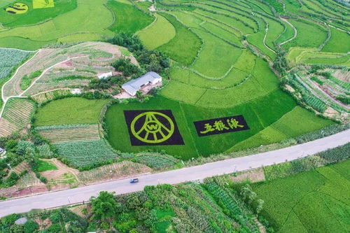 自貢農(nóng)業(yè)改革 釀酒專用糧訂單的背后
